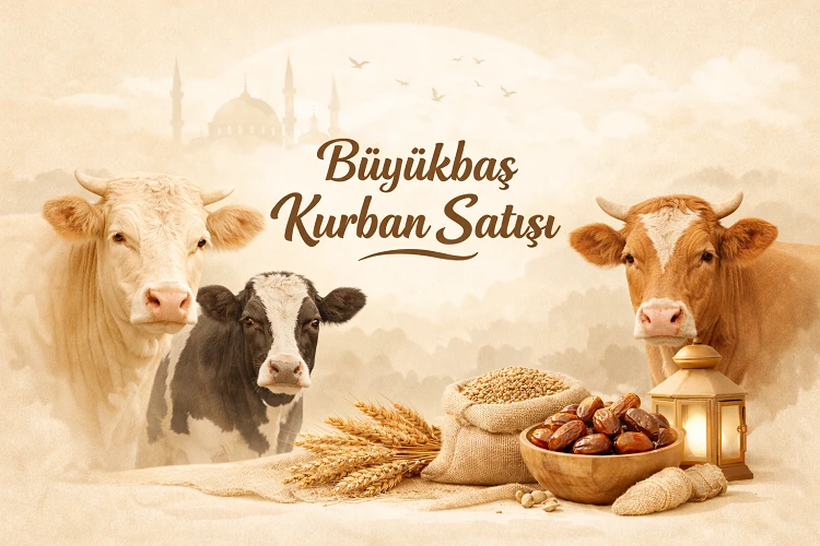büyükbaş