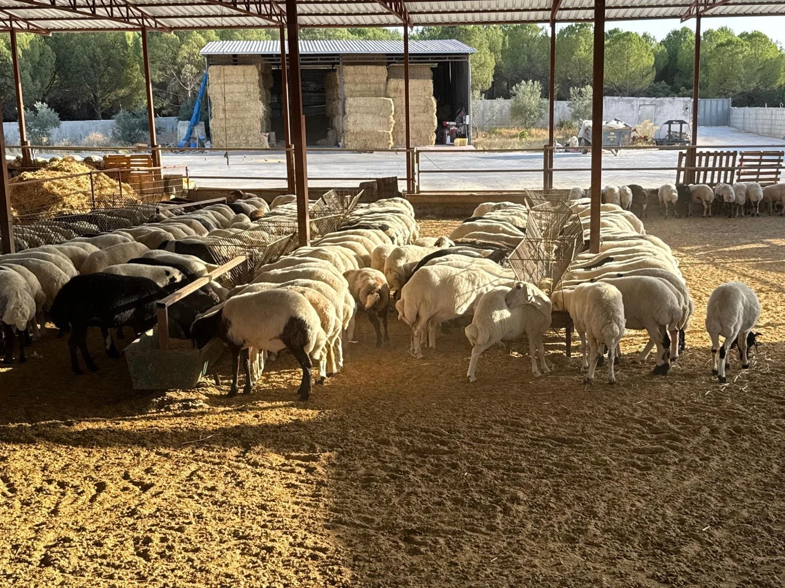 Buca Kurbanlık Satışı