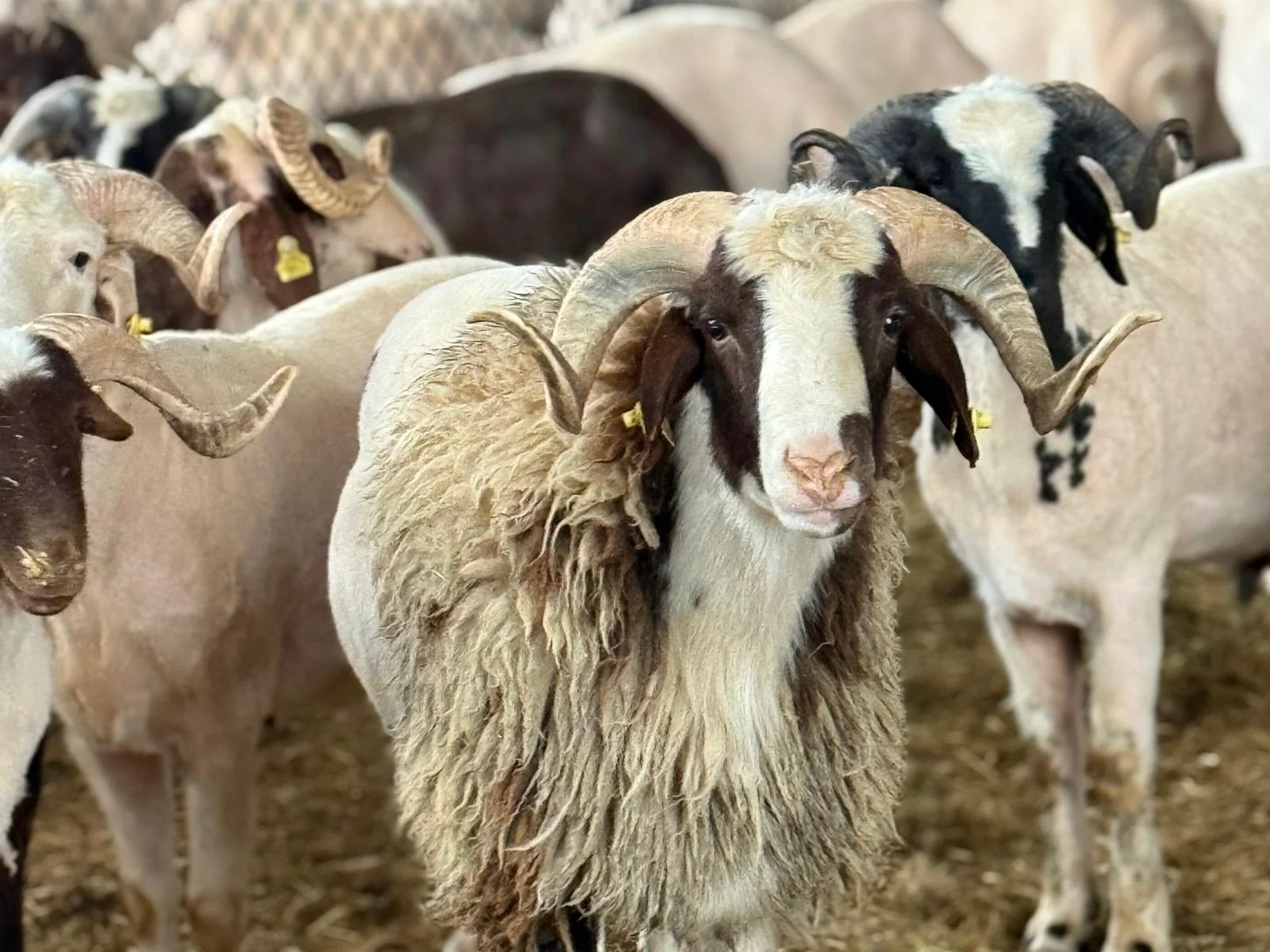 Buca Adaklık Kurban Satışı
